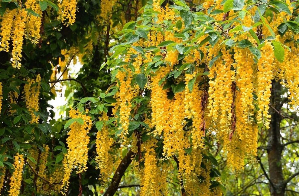 Ομορφιά, κλαίει wisteria