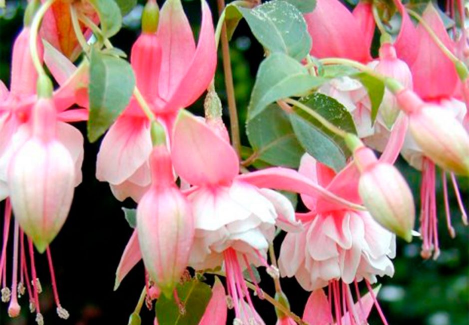 Fuchsia μίσχο με ένα καλά αναπτυγμένο ριζικό σύστημα