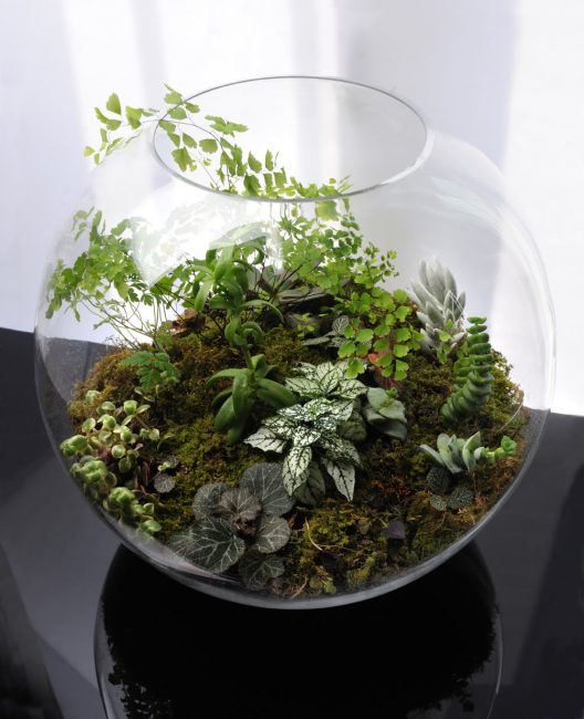 Florarium го направи сам